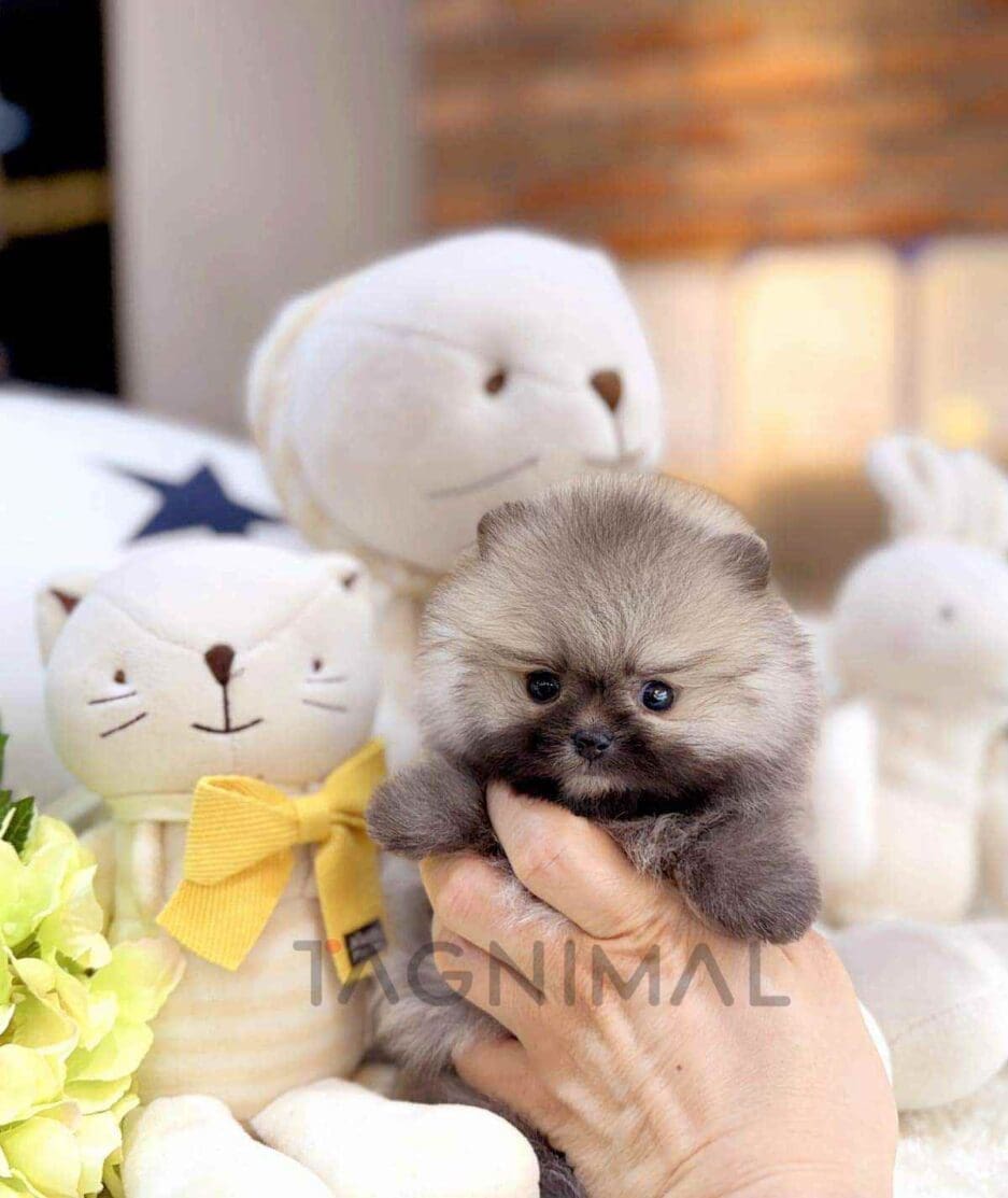 ขายลูกสุนัขปอมเมอเรเนียน ซื้อสุนัข ซื้อหมา ได้ที่ Tagnimal