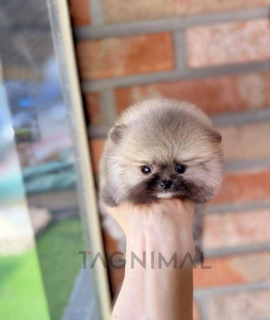 ขายลูกสุนัขปอมเมอเรเนียน ซื้อสุนัข ซื้อหมา ได้ที่ Tagnimal