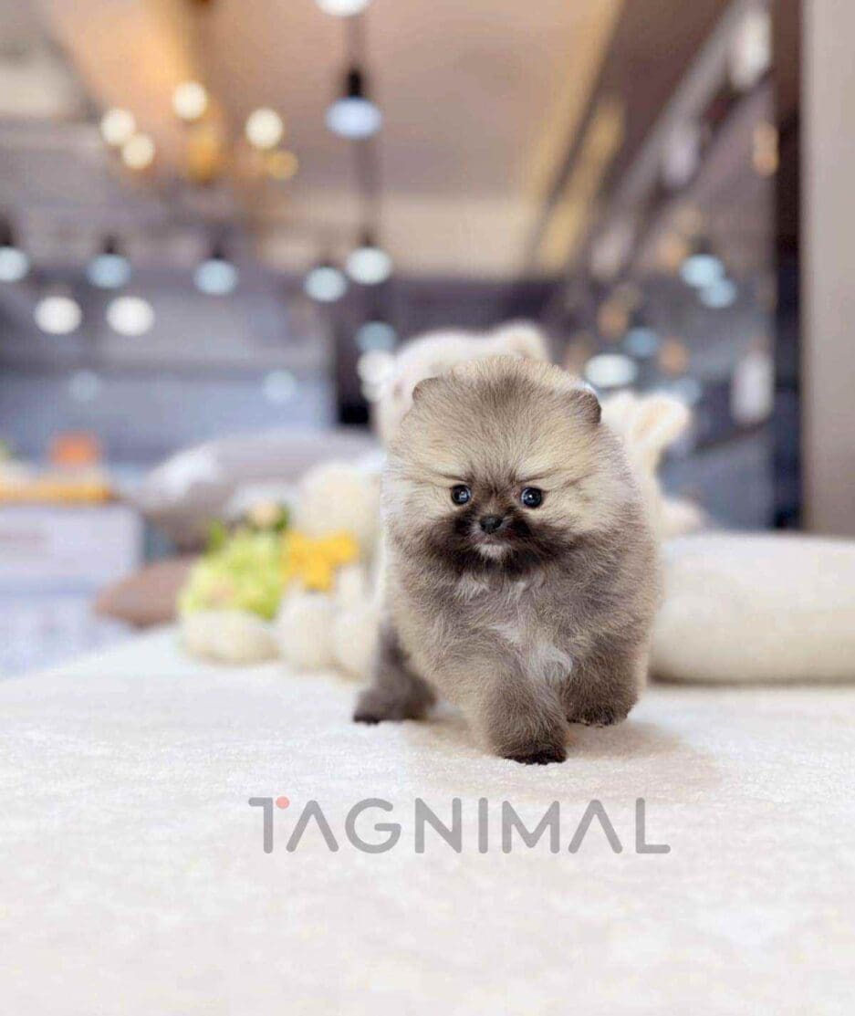ขายลูกสุนัขปอมเมอเรเนียน ซื้อสุนัข ซื้อหมา ได้ที่ Tagnimal