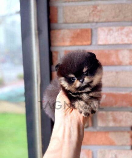 Pomeranian puppy for sale, dog for sale at Tagnimal