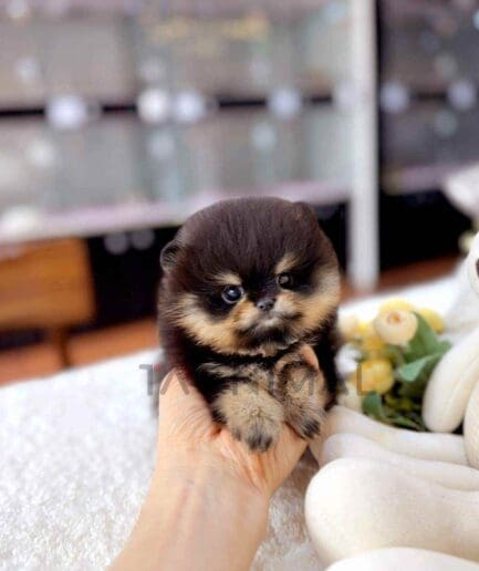 Pomeranian puppy for sale, dog for sale at Tagnimal