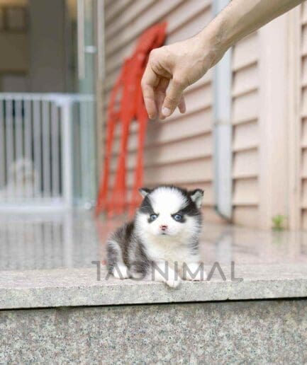 Pomsky puppy for sale, dog for sale at Tagnimal