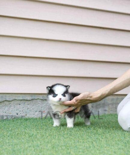 Pomsky puppy for sale, dog for sale at Tagnimal