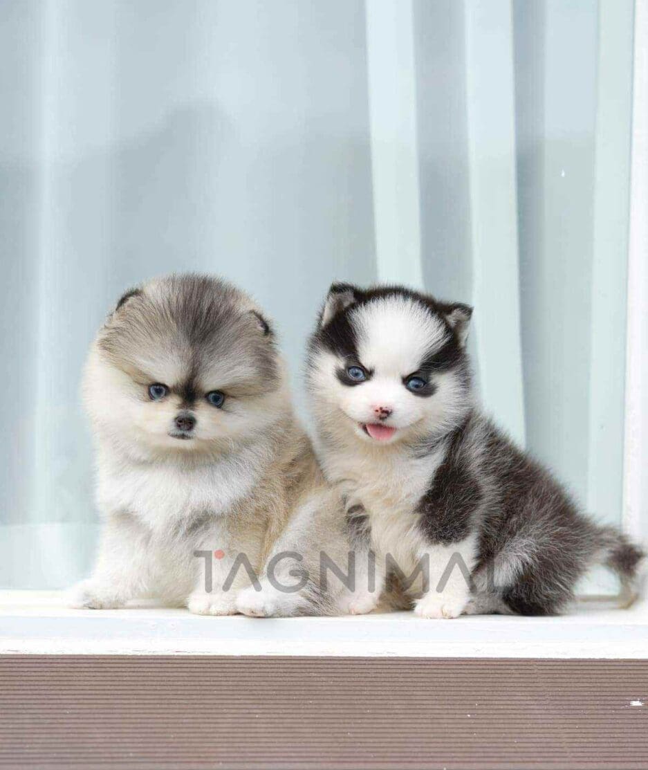 Pomsky puppy for sale, dog for sale at Tagnimal