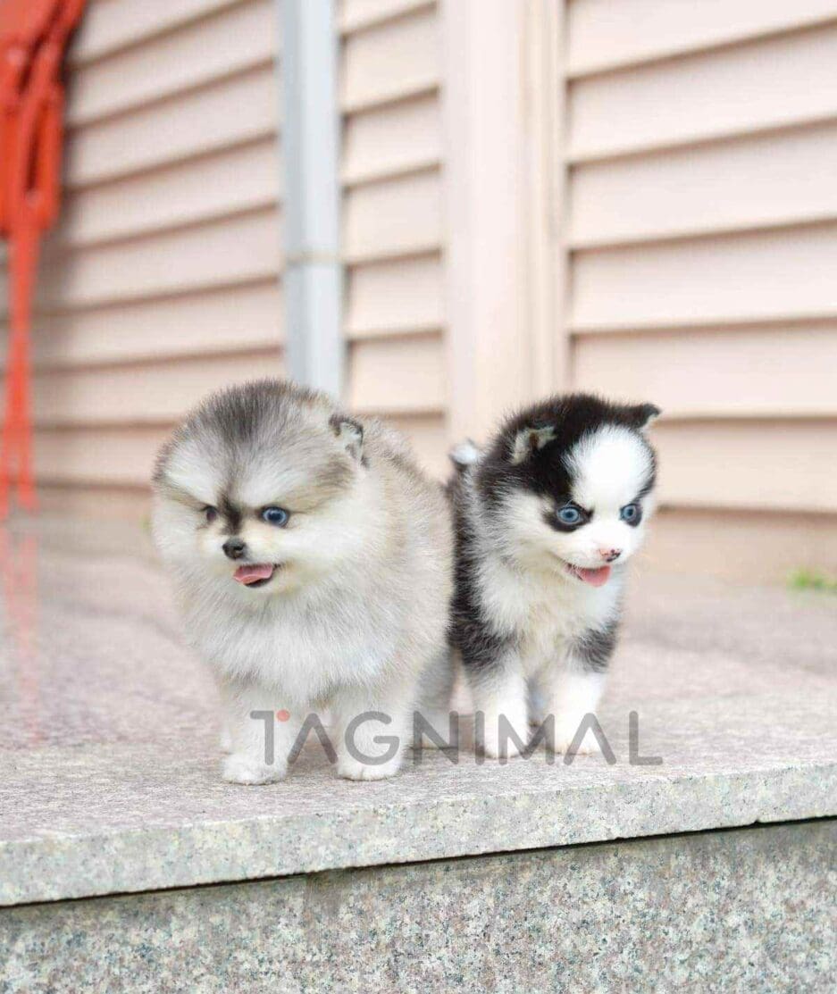 Pomsky puppy for sale, dog for sale at Tagnimal