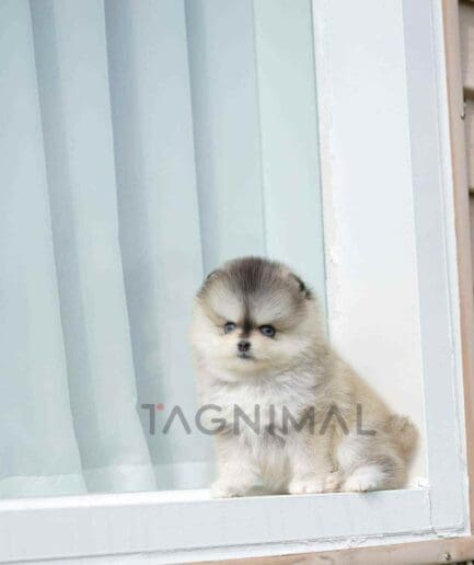 Pomsky puppy for sale, dog for sale at Tagnimal