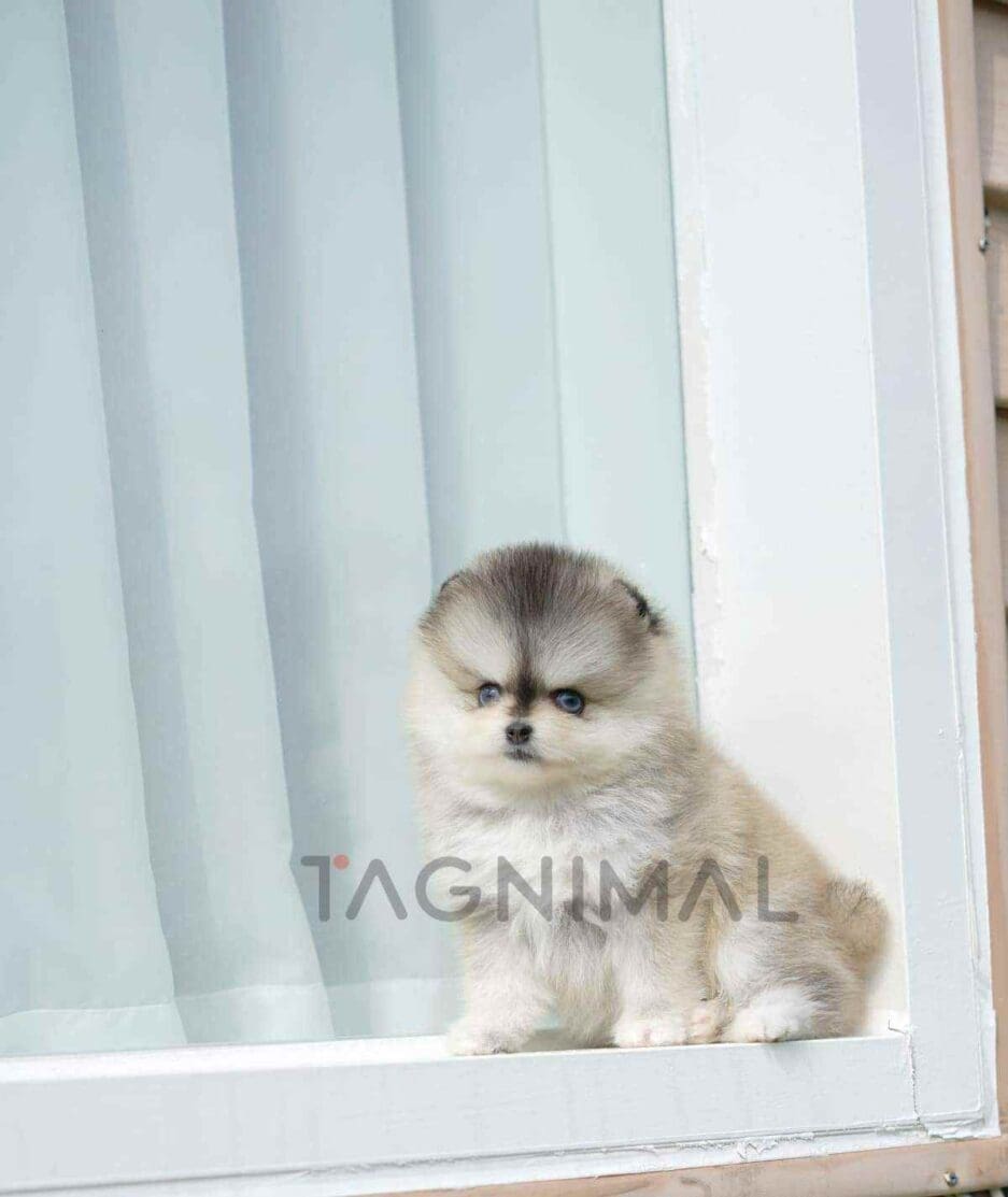Pomsky puppy for sale, dog for sale at Tagnimal
