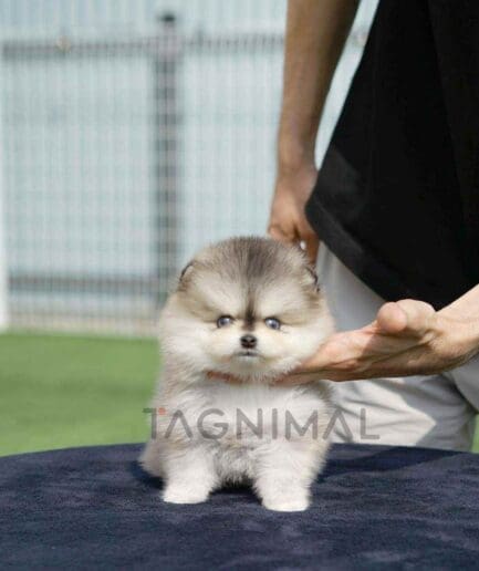 Pomsky puppy for sale, dog for sale at Tagnimal
