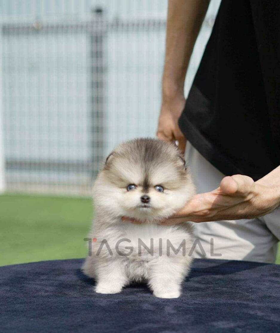 Pomsky puppy for sale, dog for sale at Tagnimal