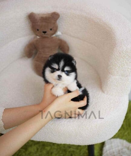 Pomsky puppy for sale, dog for sale at Tagnimal