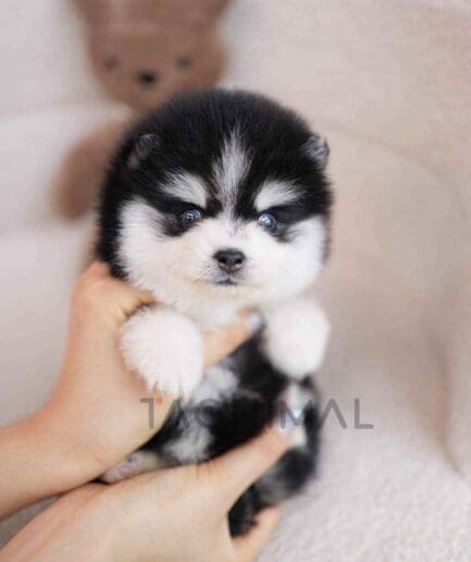 ขายลูกสุนัขปอมสกี้ ซื้อสุนัข ซื้อหมา ได้ที่ Tagnimal