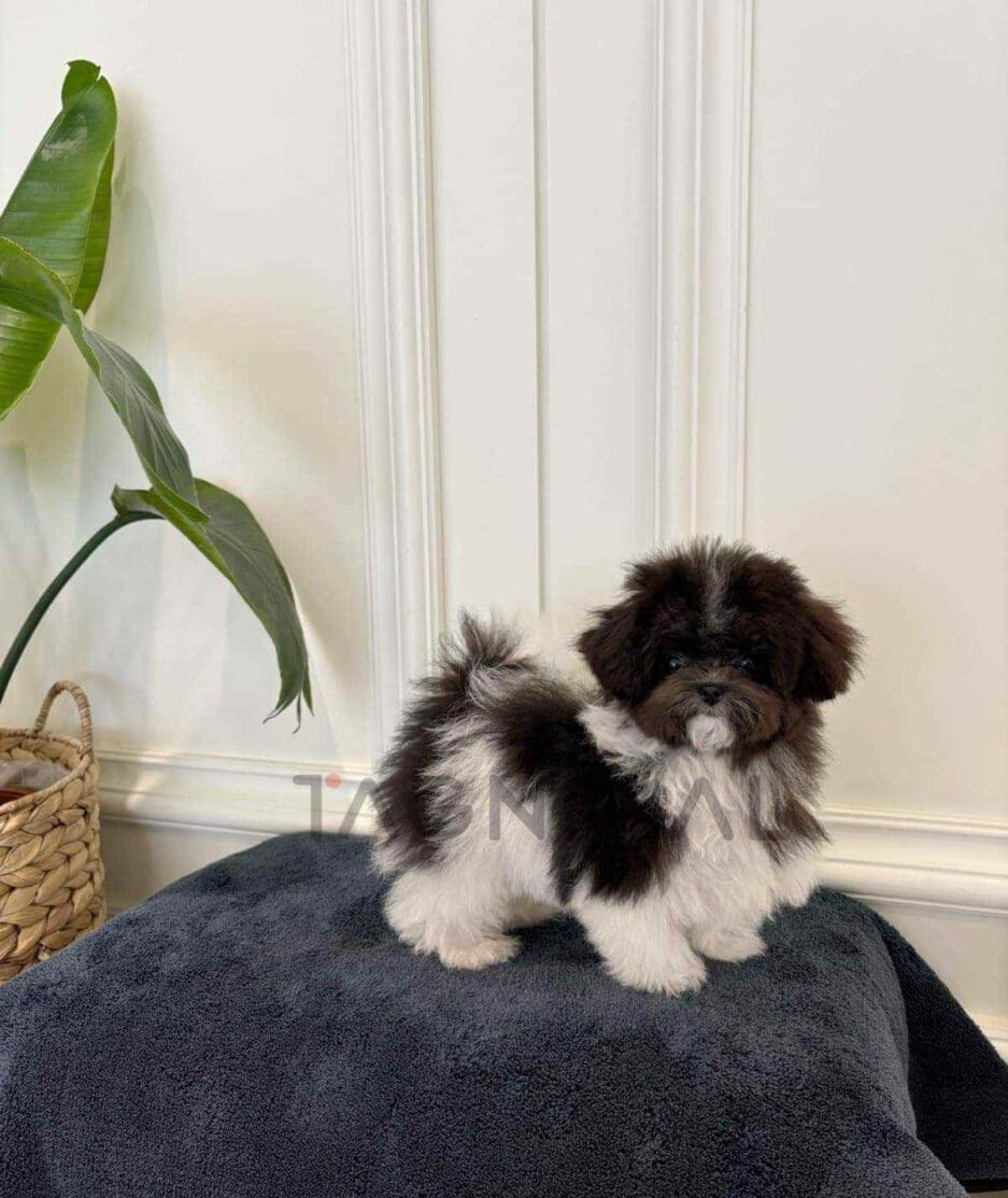 Poodle puppy for sale, dog for sale at Tagnimal
