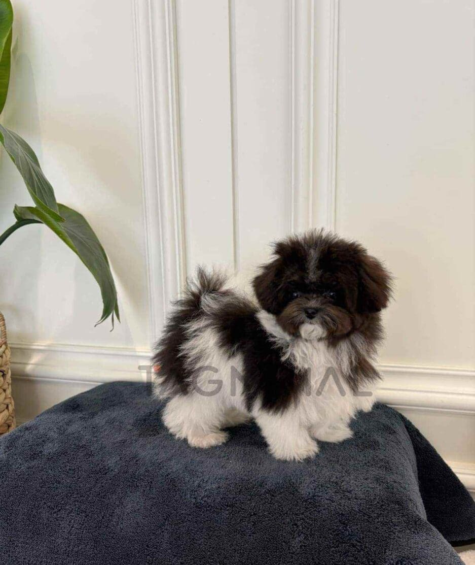 Poodle puppy for sale, dog for sale at Tagnimal