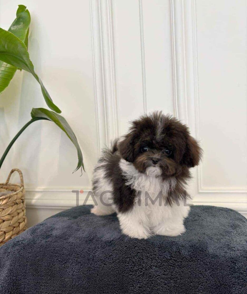 Poodle puppy for sale, dog for sale at Tagnimal