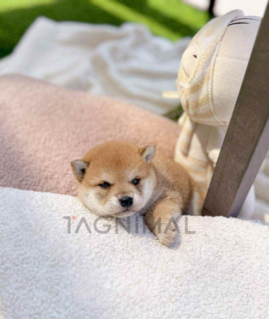 Shiba Inu puppy for sale, dog for sale at Tagnimal