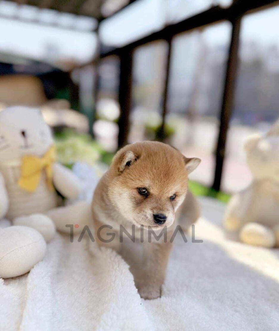 Shiba Inu puppy for sale, dog for sale at Tagnimal