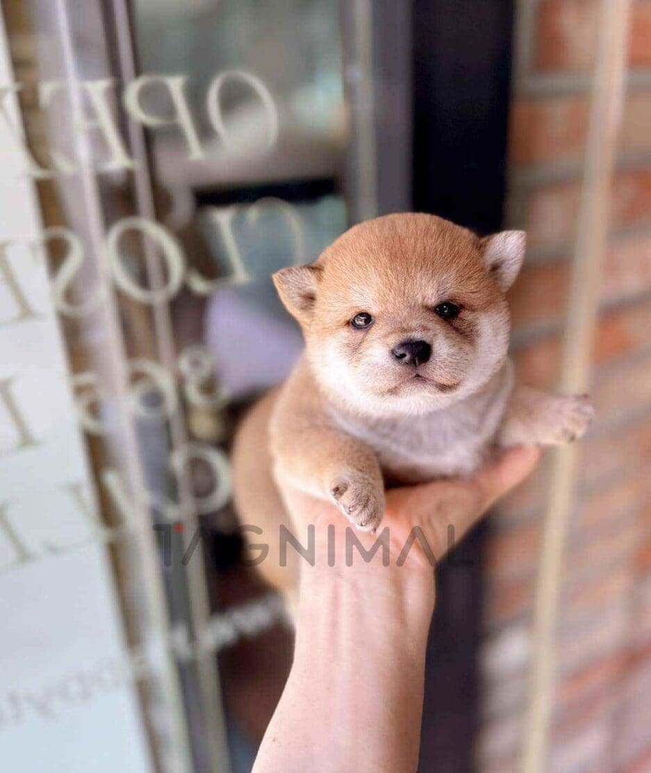Shiba Inu puppy for sale, dog for sale at Tagnimal