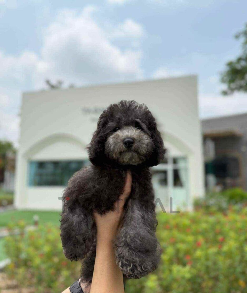 Poodle puppy for sale, dog for sale at Tagnimal