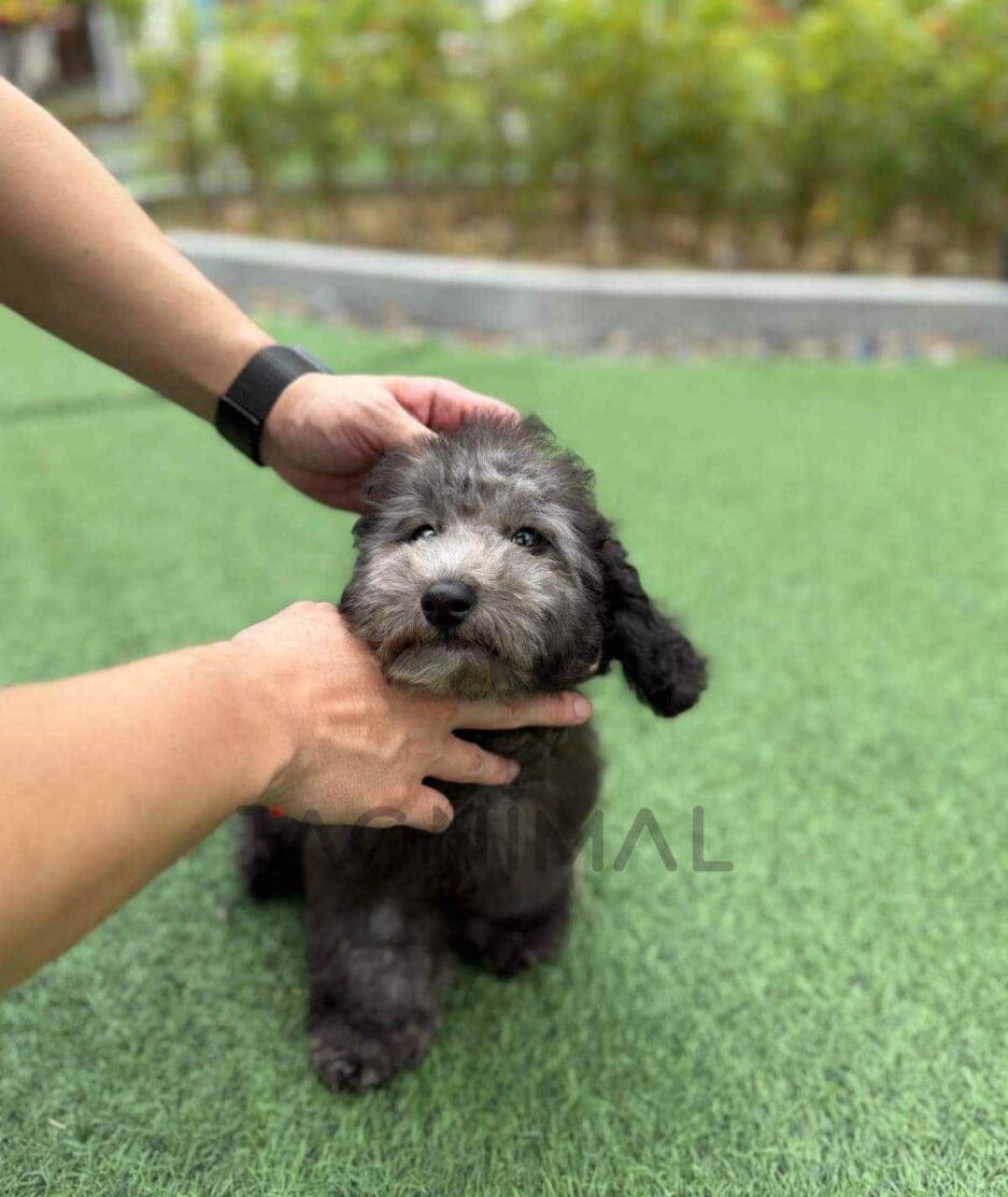 Poodle puppy for sale, dog for sale at Tagnimal