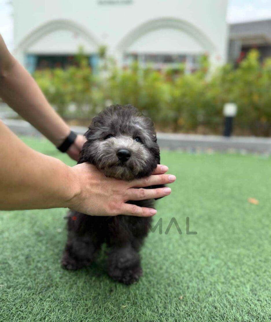 Poodle puppy for sale, dog for sale at Tagnimal