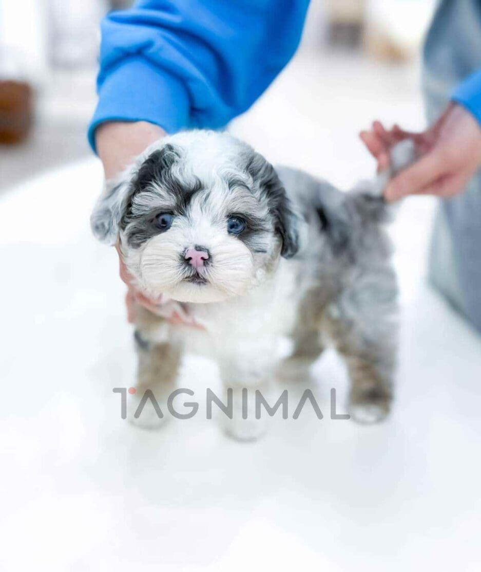 Poodle puppy for sale, dog for sale at Tagnimal