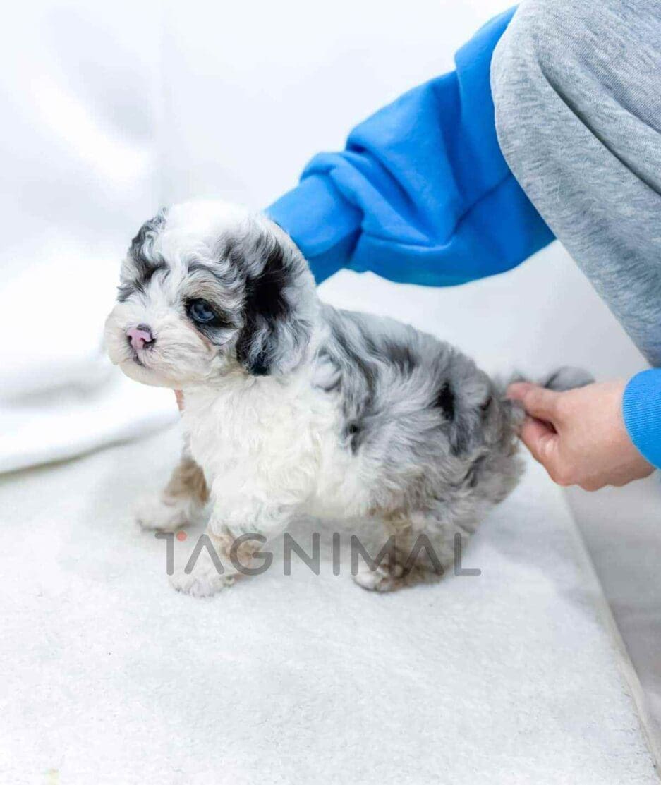Poodle puppy for sale, dog for sale at Tagnimal