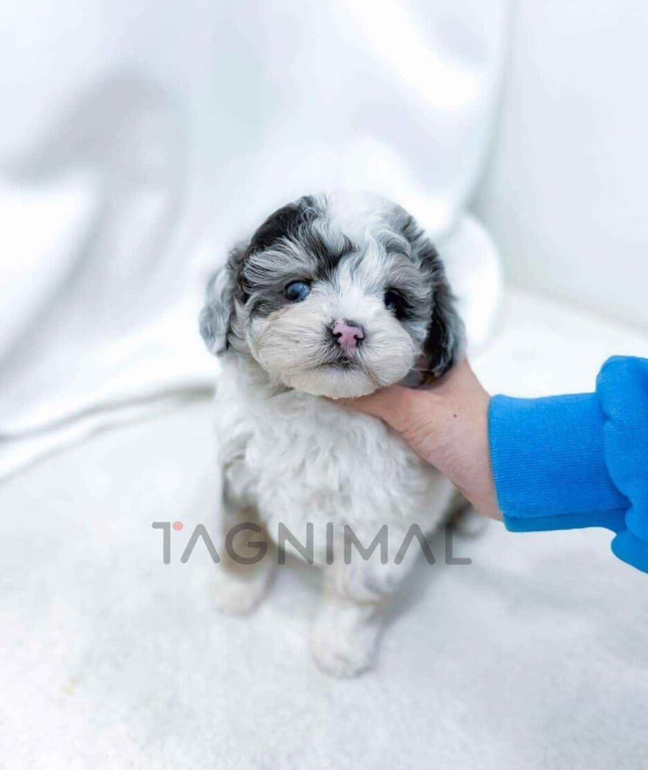 Poodle puppy for sale, dog for sale at Tagnimal