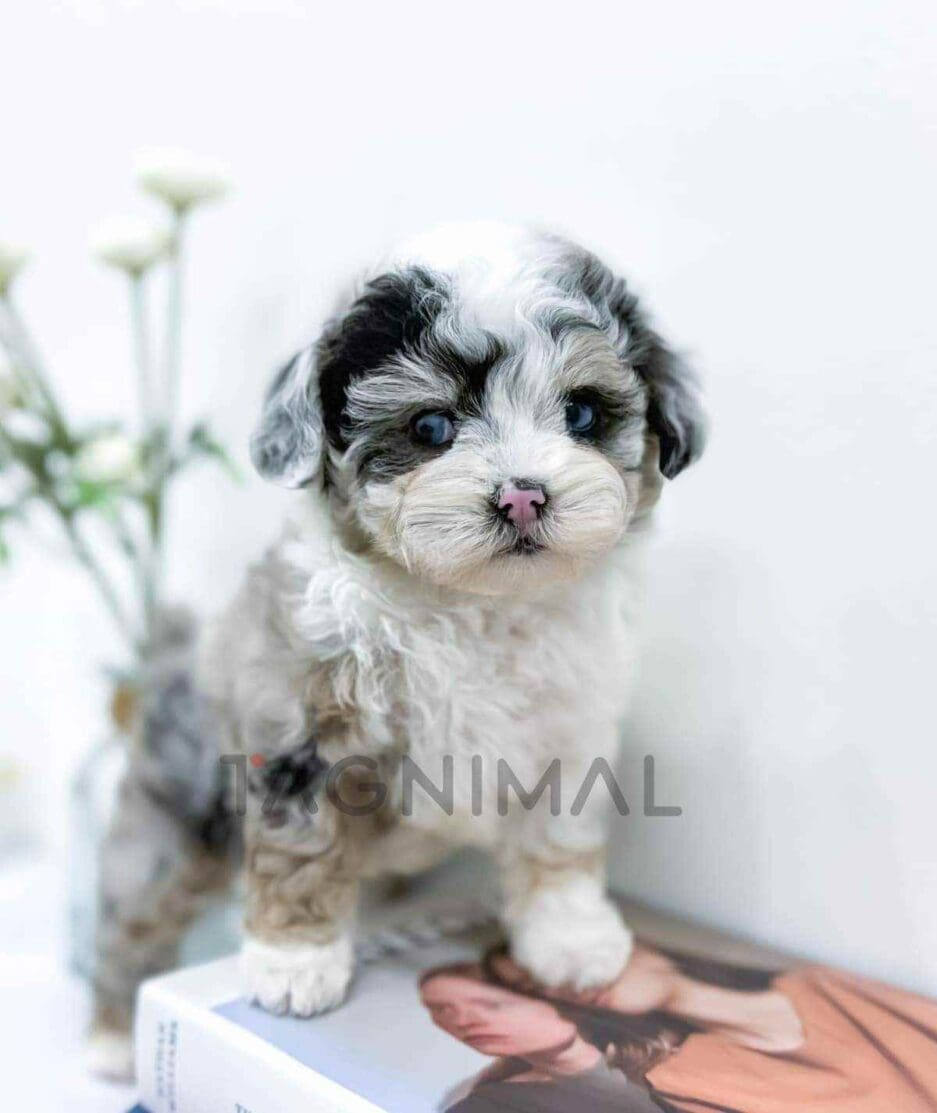 Poodle puppy for sale, dog for sale at Tagnimal