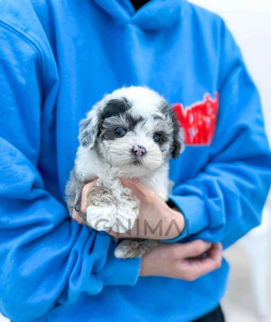 Poodle puppy for sale, dog for sale at Tagnimal