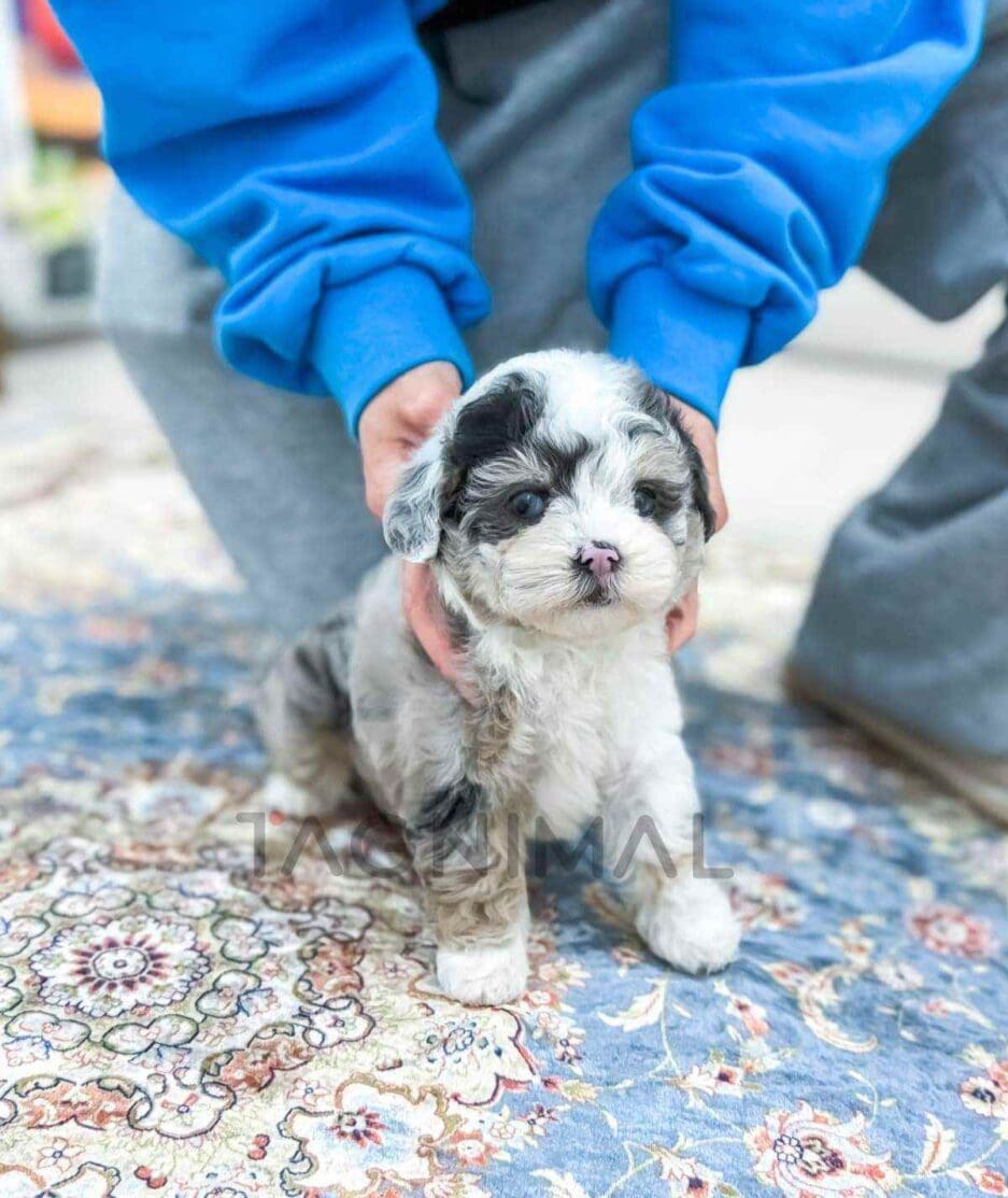 Poodle puppy for sale, dog for sale at Tagnimal