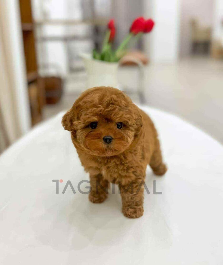 Poodle puppy for sale, dog for sale at Tagnimal