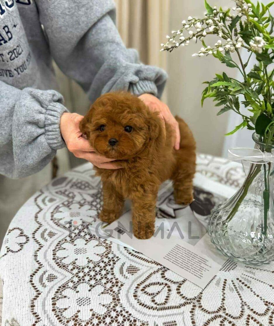 Poodle puppy for sale, dog for sale at Tagnimal