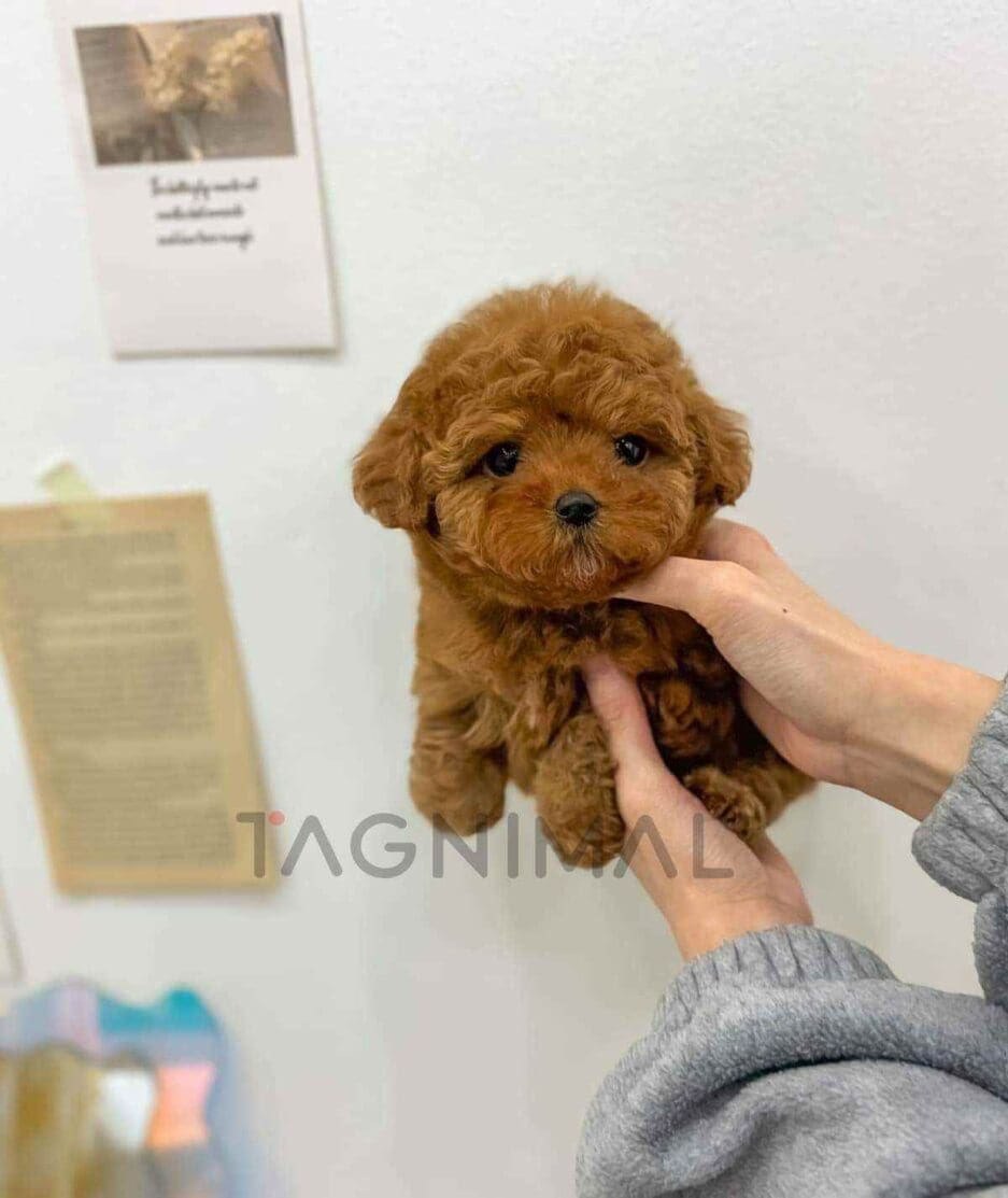 Poodle puppy for sale, dog for sale at Tagnimal