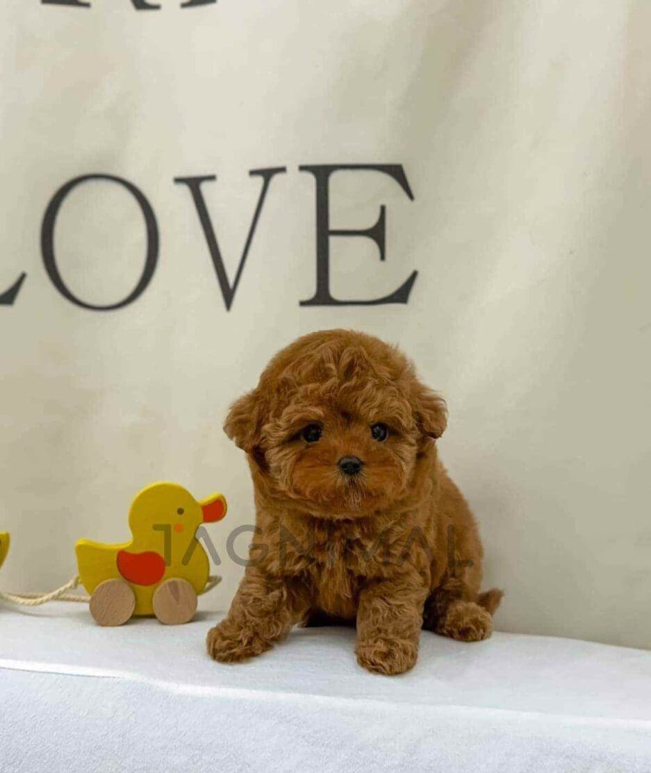 Poodle puppy for sale, dog for sale at Tagnimal