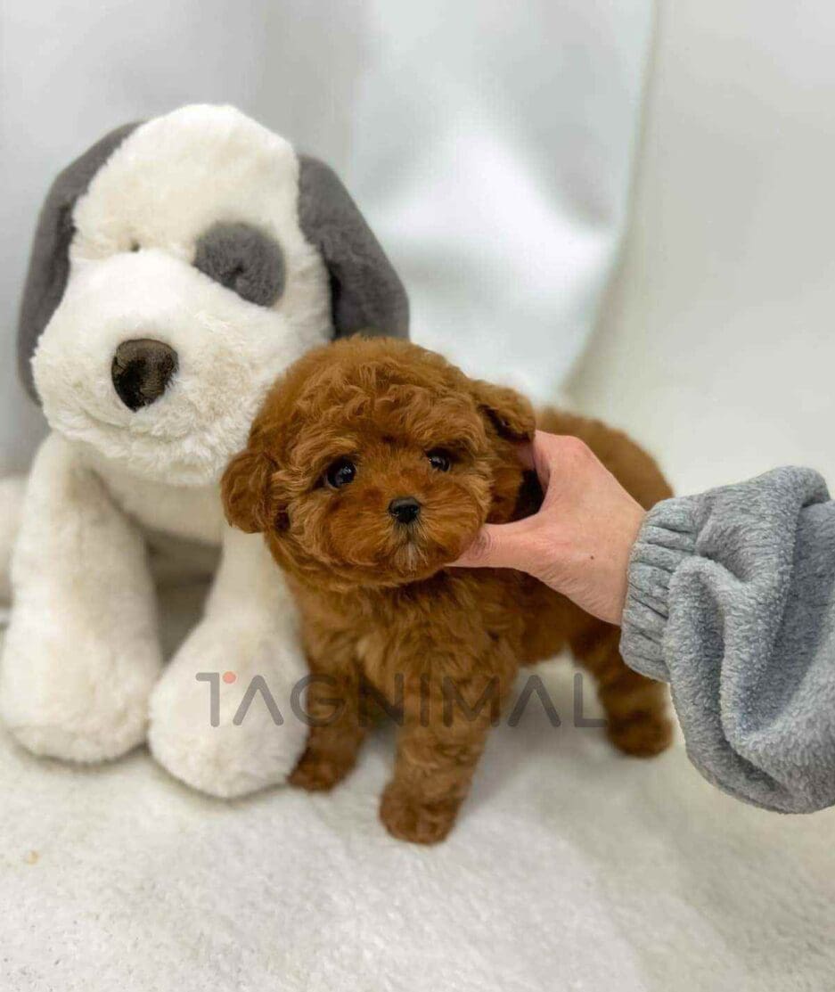 Poodle puppy for sale, dog for sale at Tagnimal