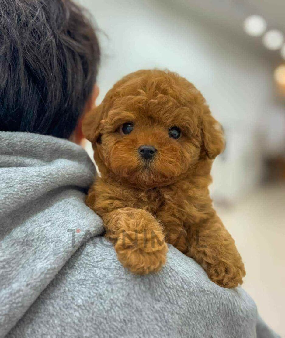 Poodle puppy for sale, dog for sale at Tagnimal
