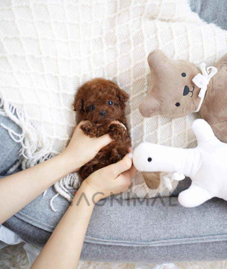 Poodle puppy for sale, dog for sale at Tagnimal