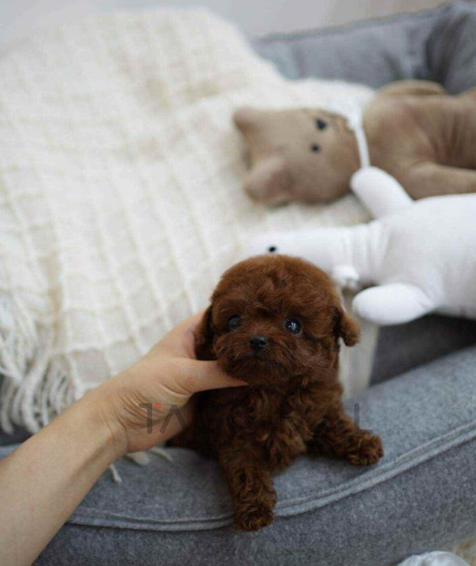 Poodle puppy for sale, dog for sale at Tagnimal