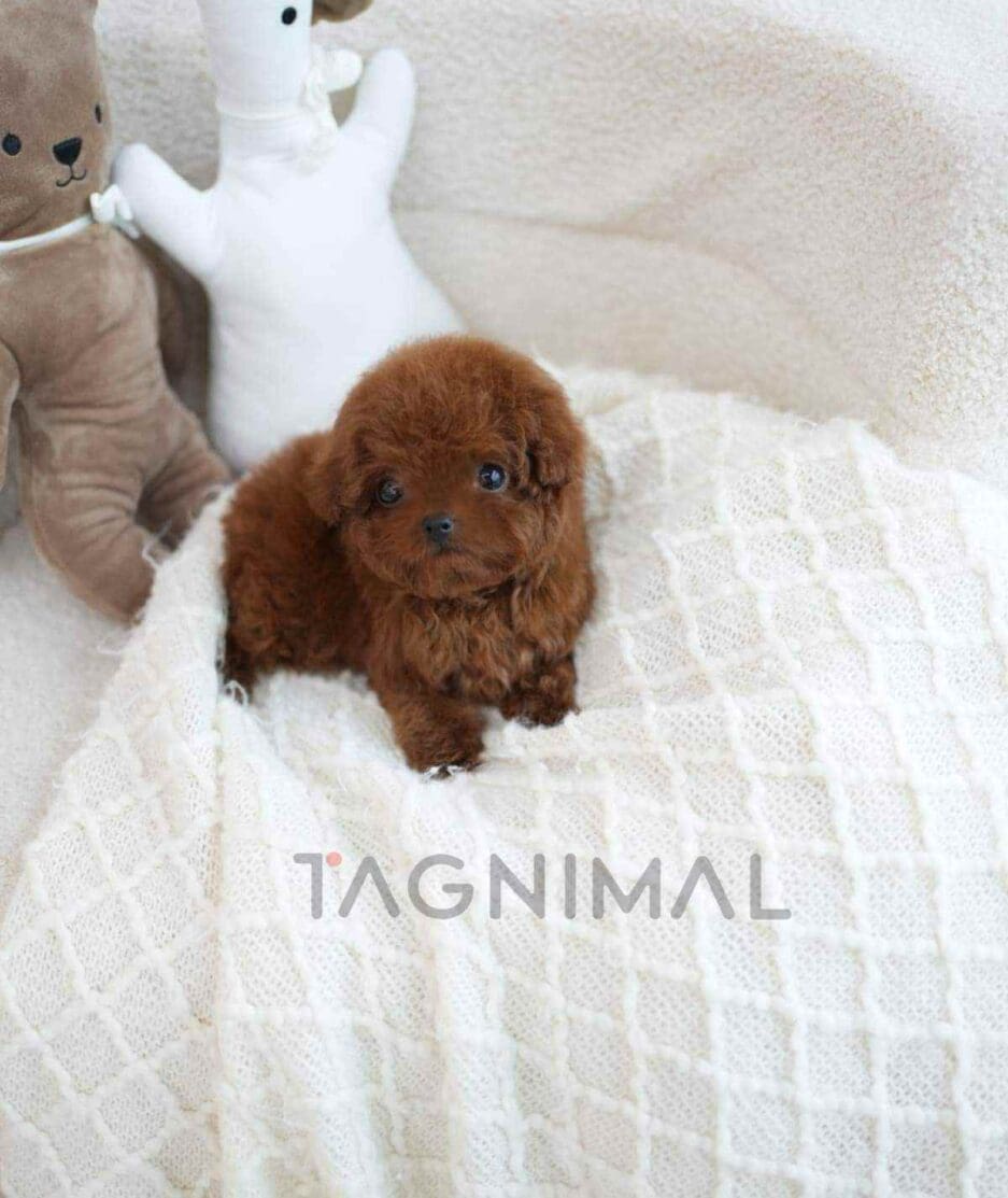 Poodle puppy for sale, dog for sale at Tagnimal