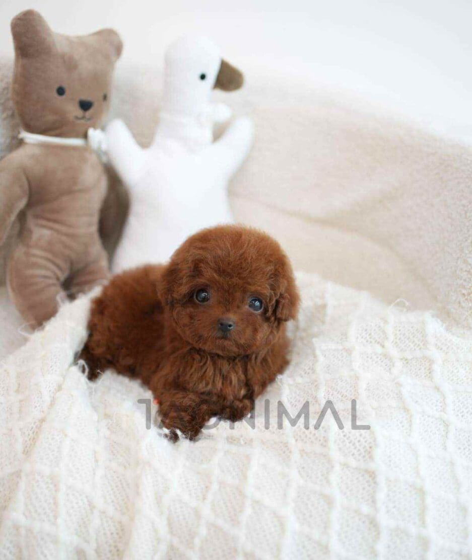 Poodle puppy for sale, dog for sale at Tagnimal