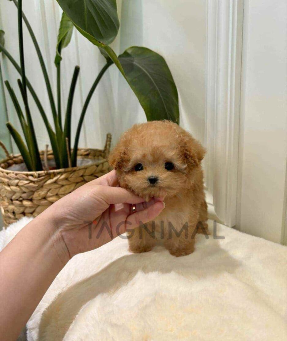 Poodle puppy for sale, dog for sale at Tagnimal