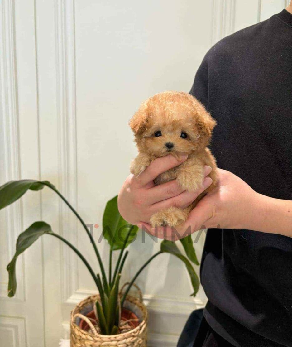 Poodle puppy for sale, dog for sale at Tagnimal