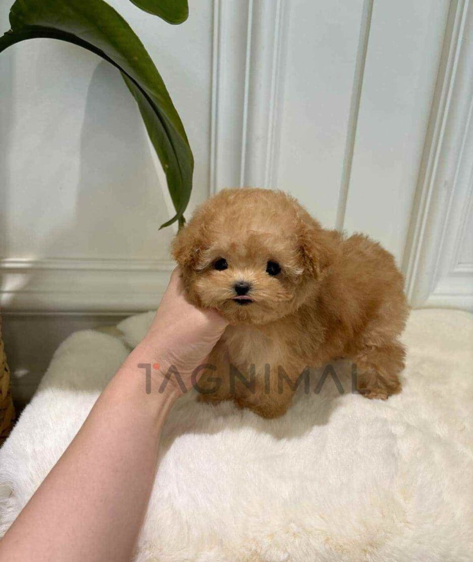 Poodle puppy for sale, dog for sale at Tagnimal