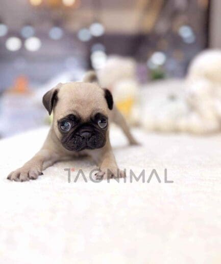 Pug puppy for sale, dog for sale at Tagnimal