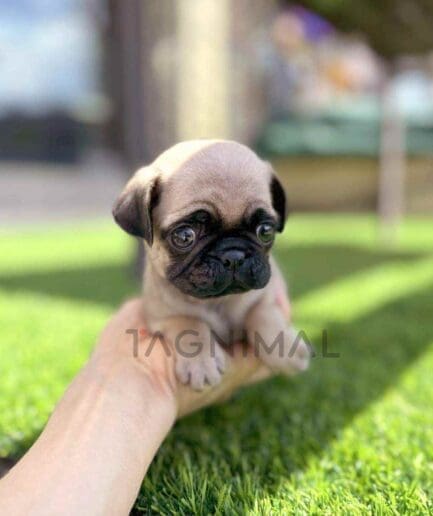 Pug puppy for sale, dog for sale at Tagnimal
