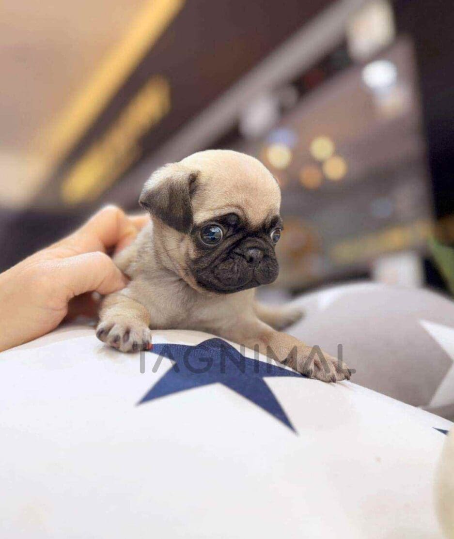 Pug puppy for sale, dog for sale at Tagnimal