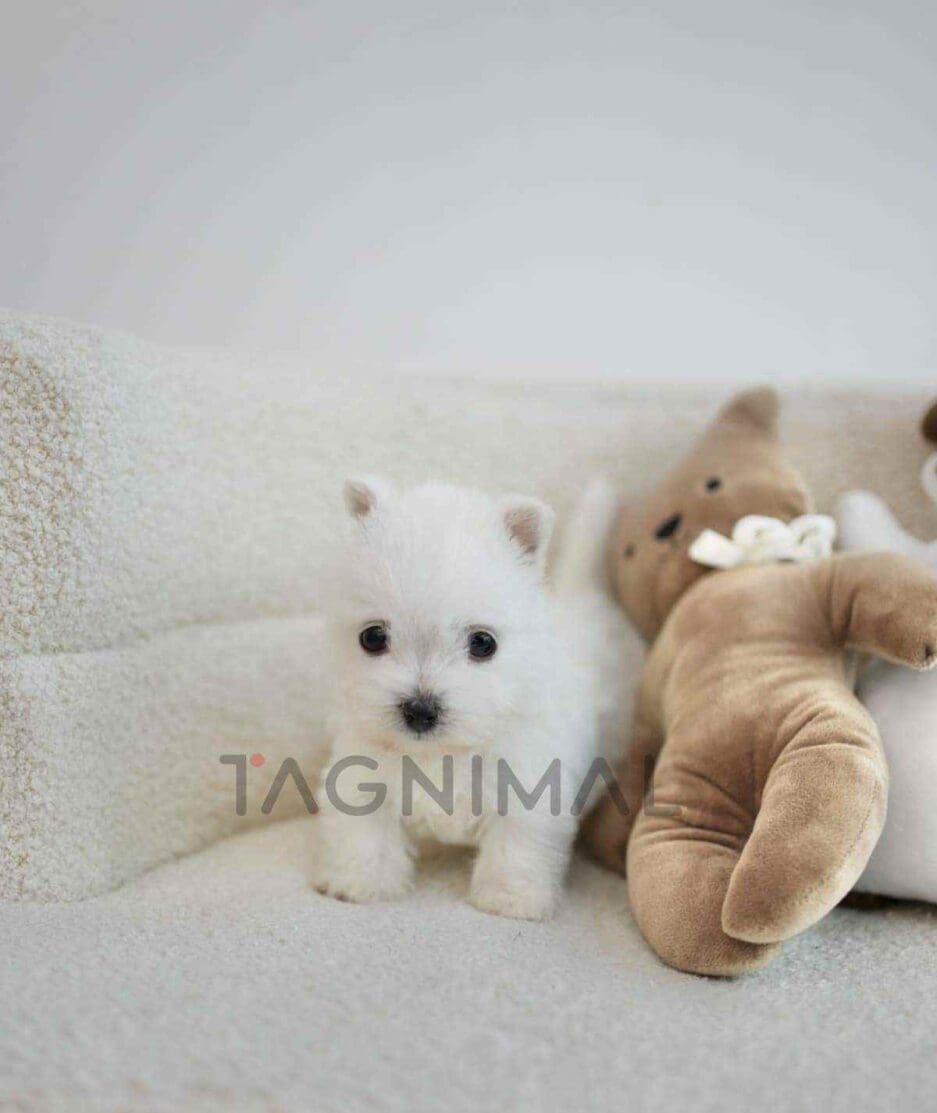 Westie puppy for sale, dog for sale at Tagnimal