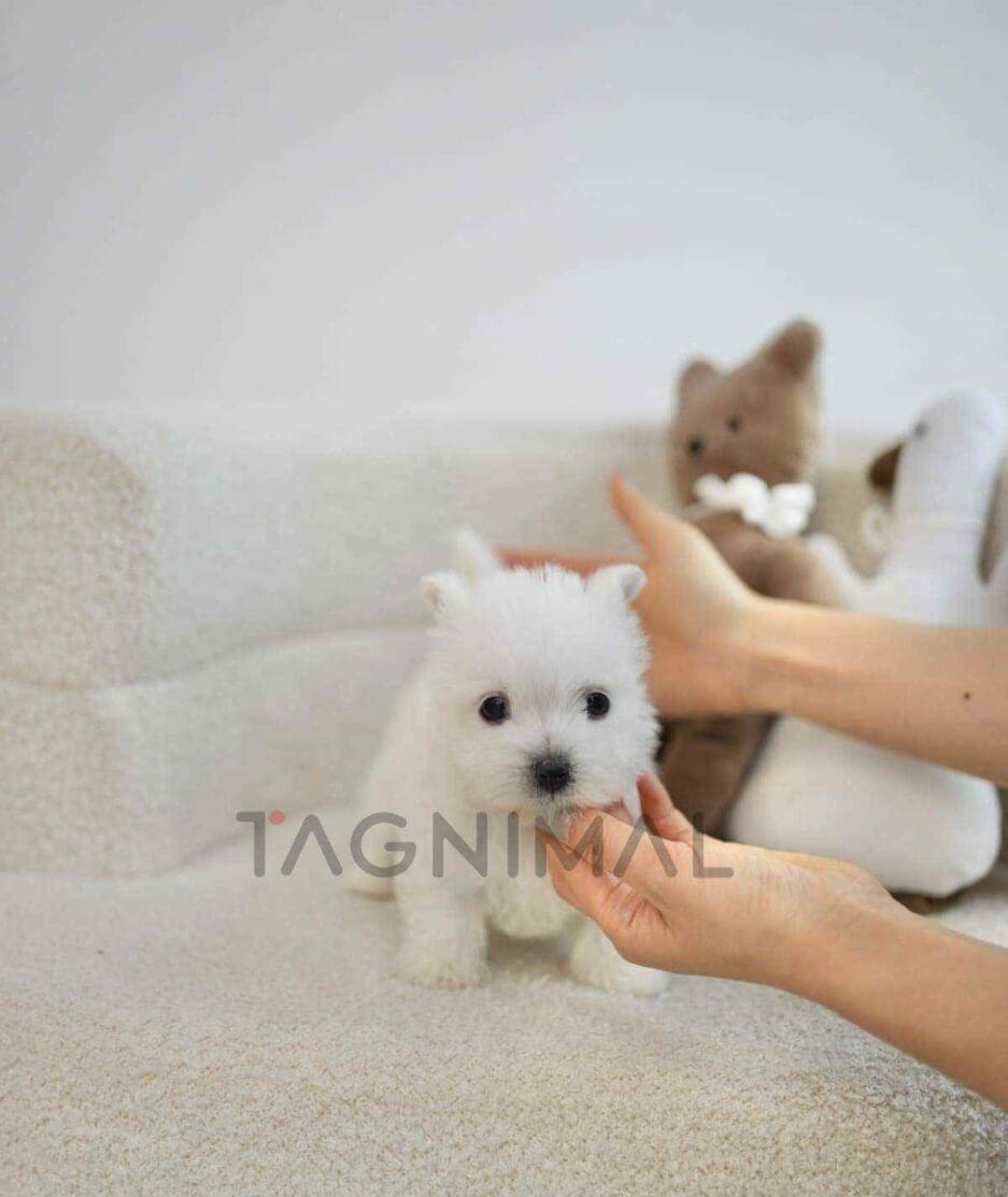 Westie puppy for sale, dog for sale at Tagnimal