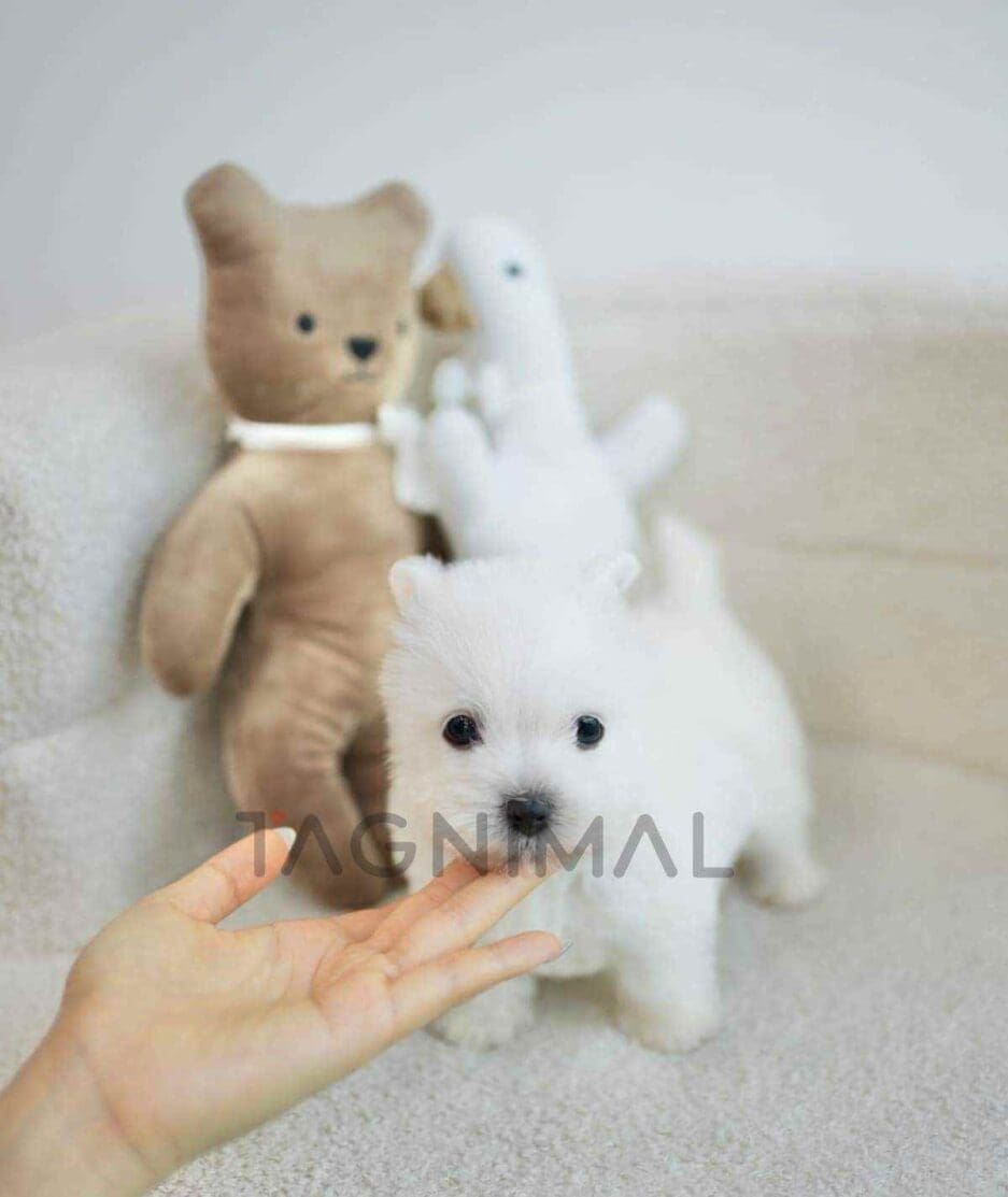 Westie puppy for sale, dog for sale at Tagnimal