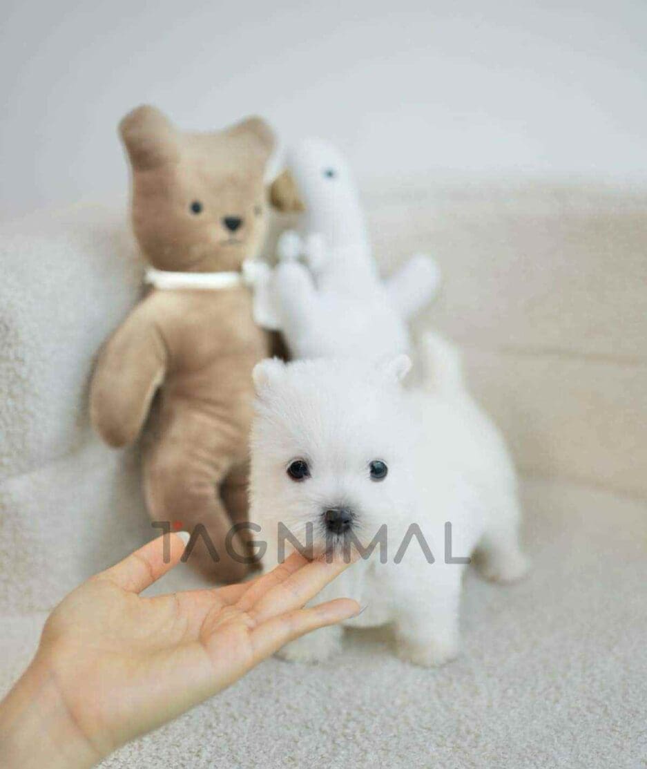 Westie puppy for sale, dog for sale at Tagnimal